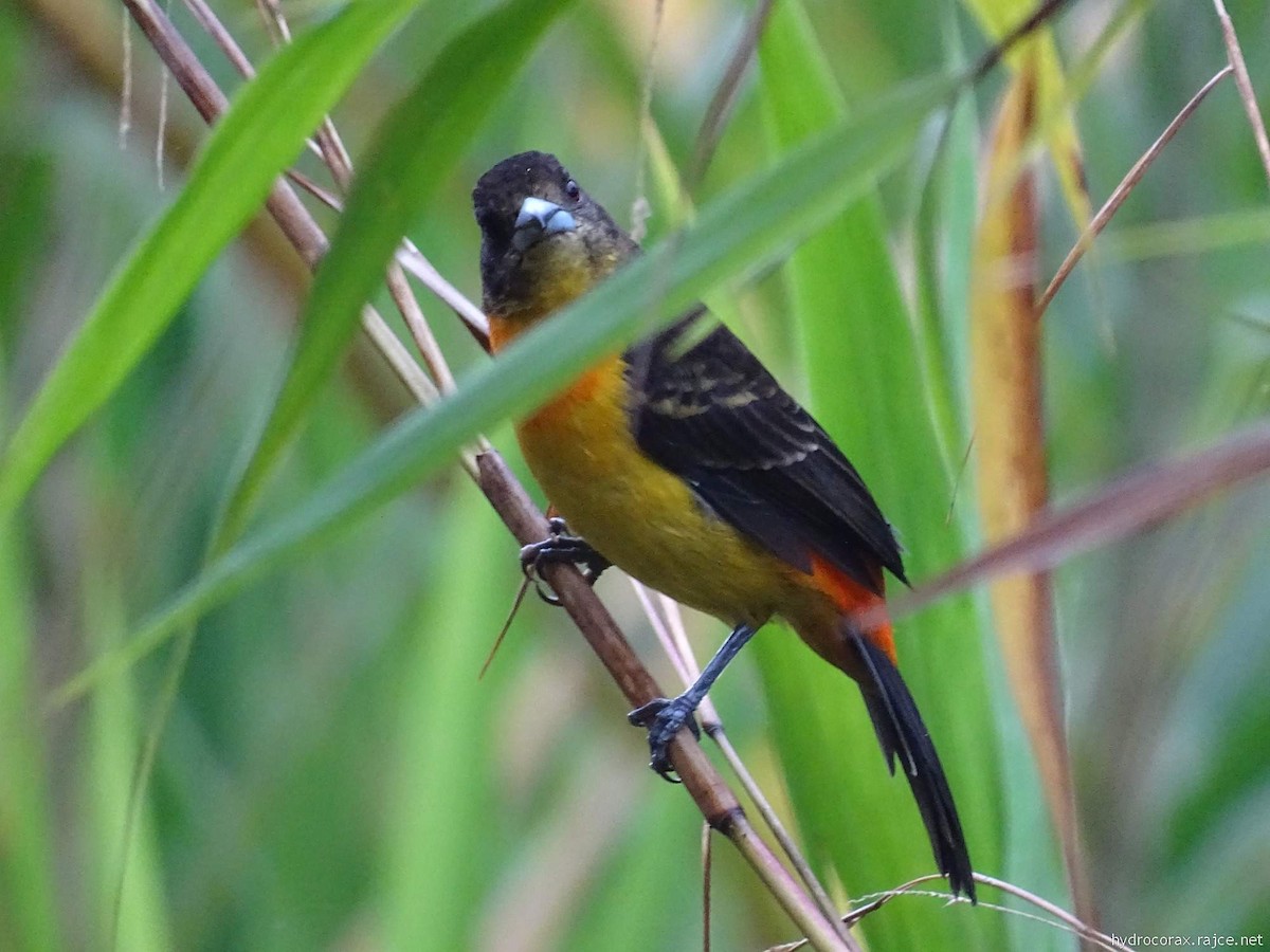 Flame-rumped Tanager - ML644591073