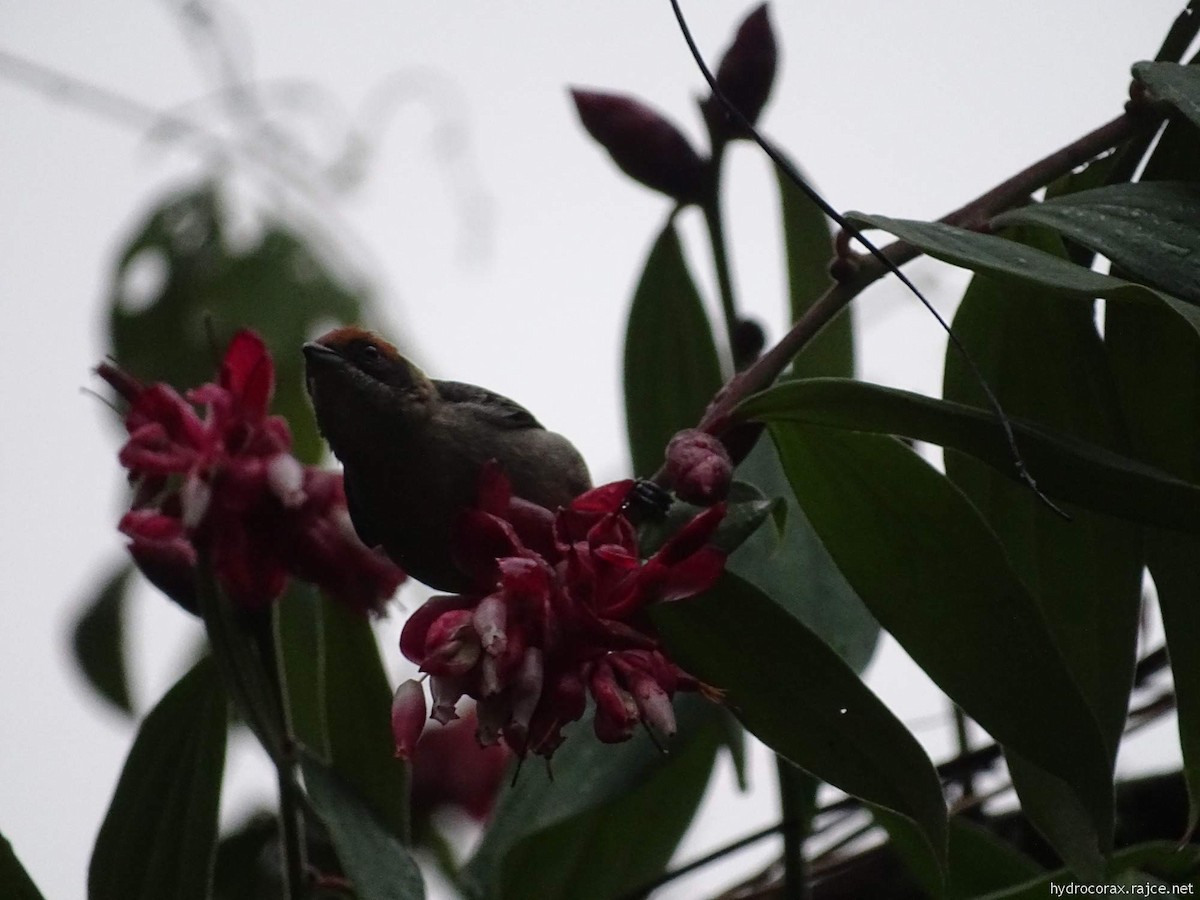 Scrub Tanager - ML644591076