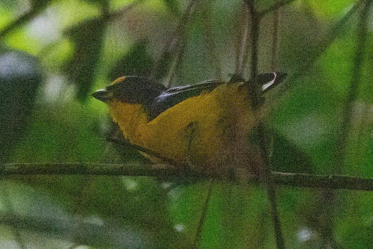Thick-billed Euphonia (Black-tailed) - ML644591077