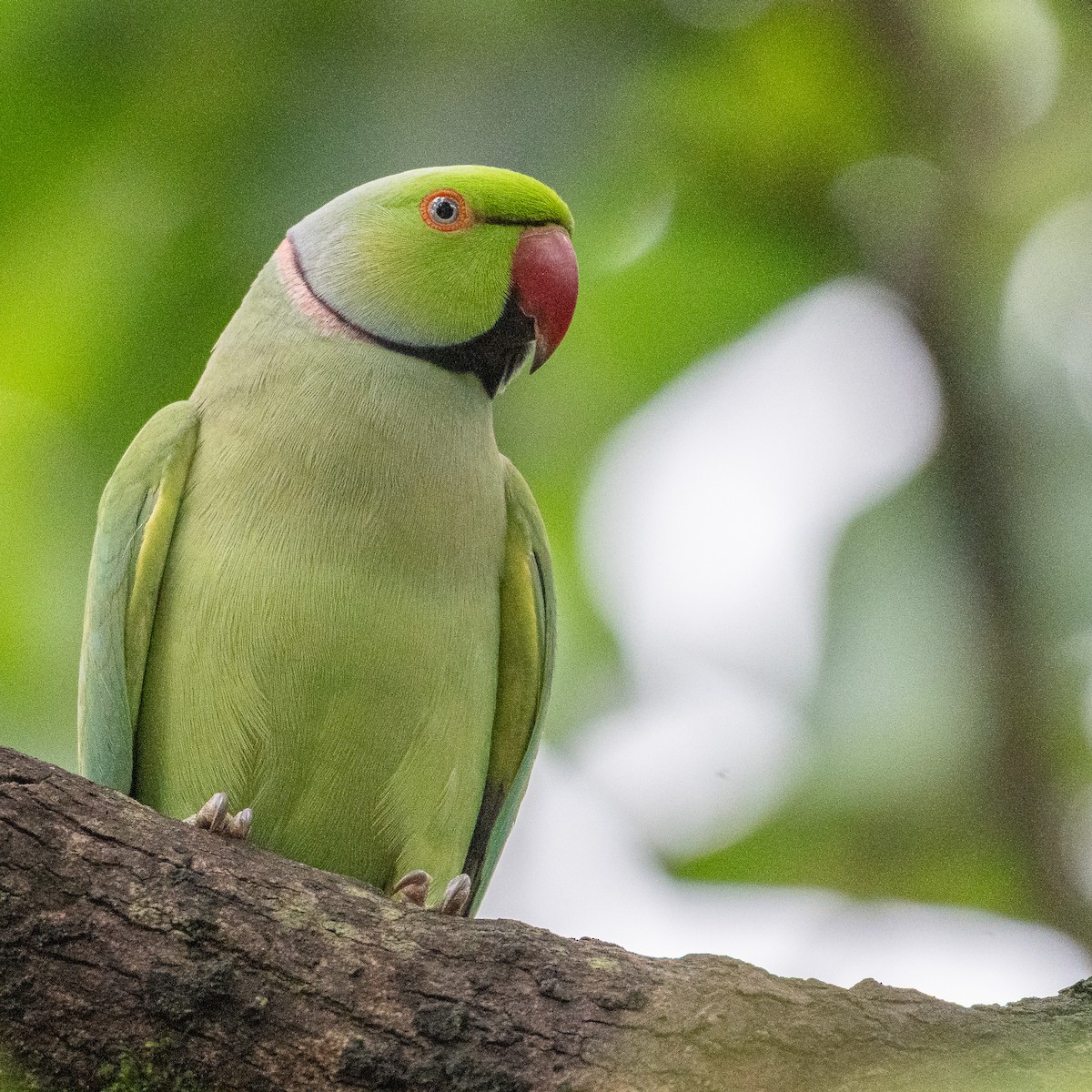 halsbåndparakitt - ML644591086