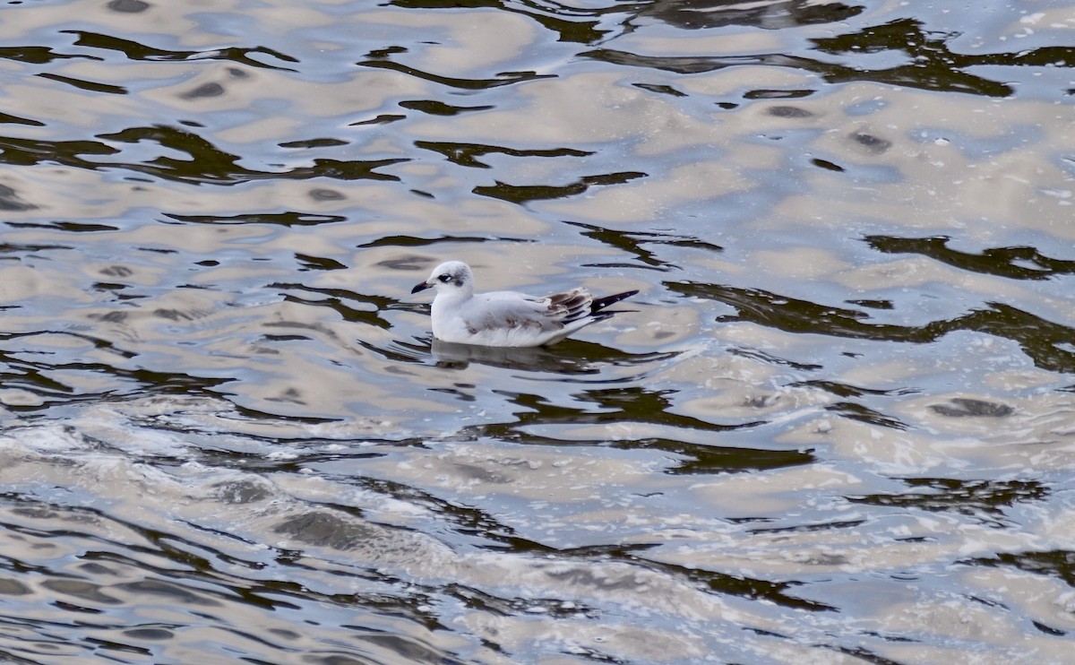 Mediterranean Gull - ML644591088