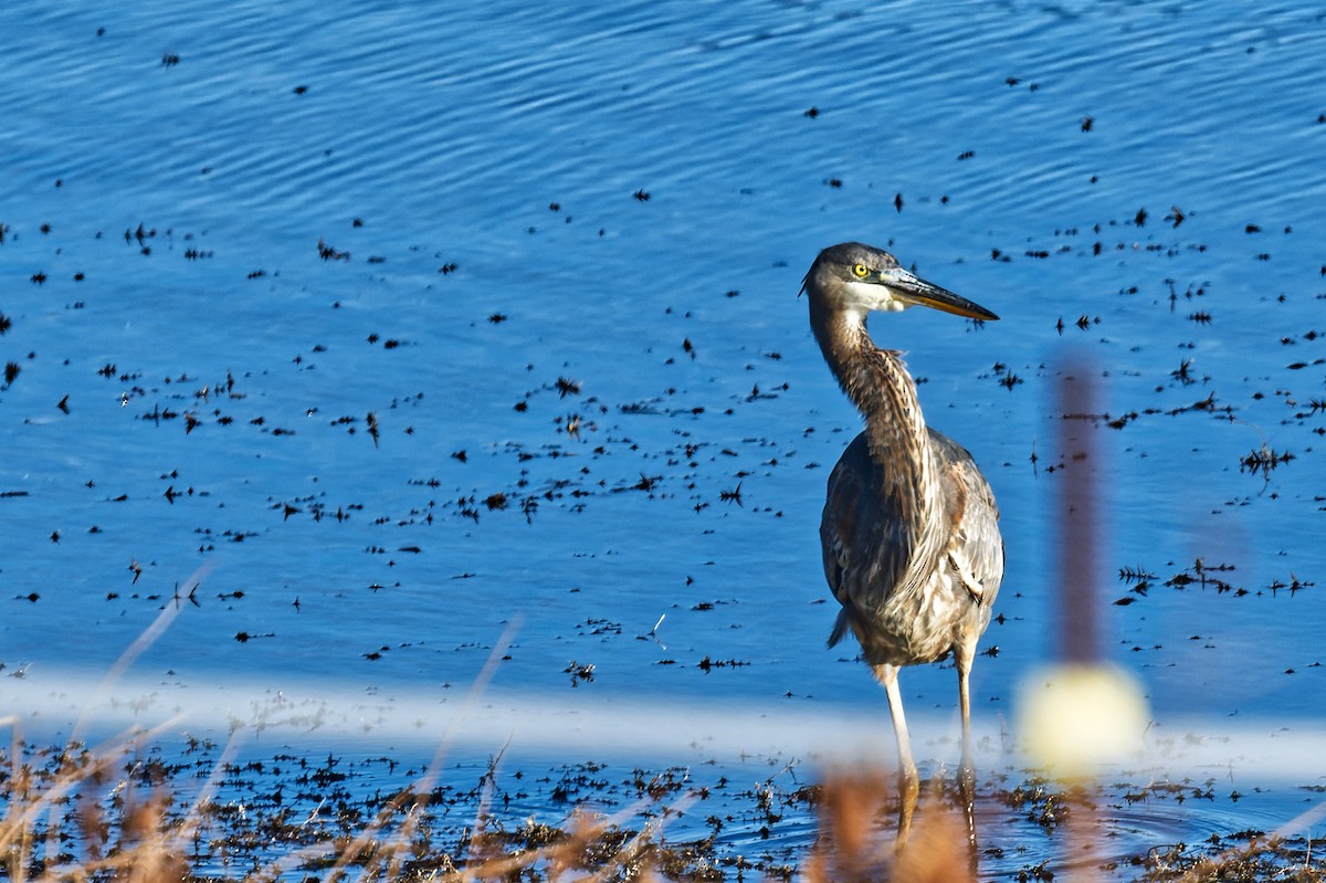 Amerika Gri Balıkçılı - ML644591095