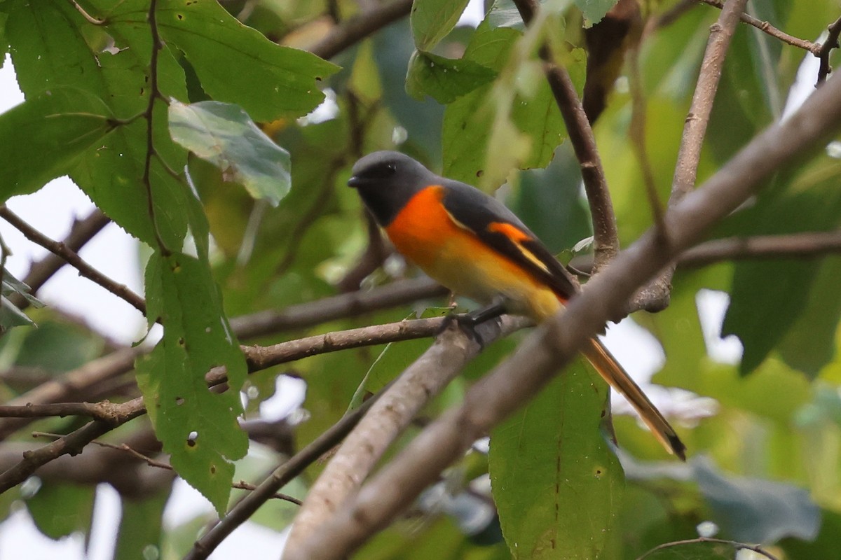 Zwergmennigvogel - ML644591096