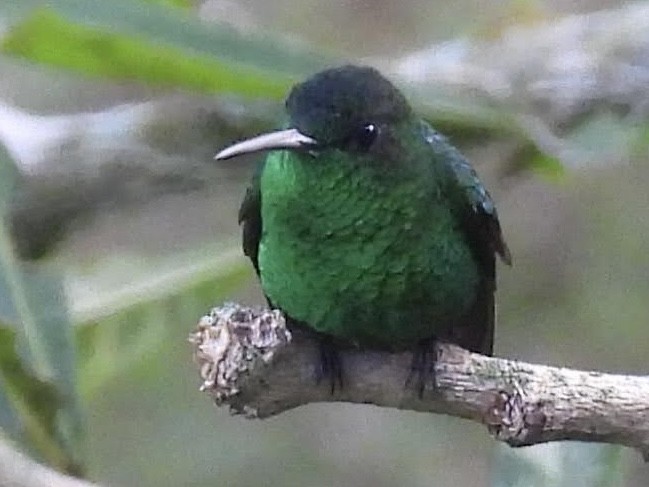 kolibrík ocelovořitý - ML644591104