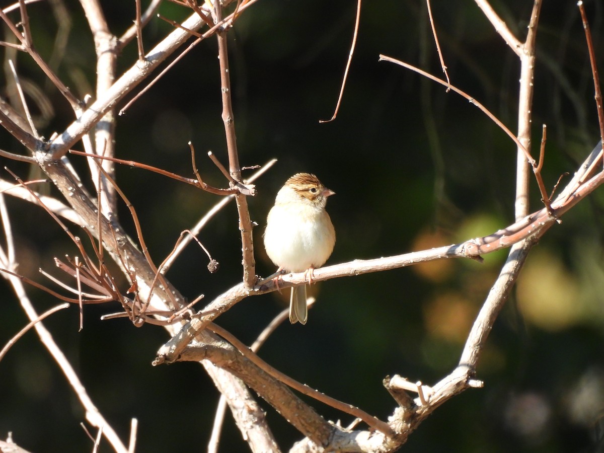 Clay-colored Sparrow - ML644591105