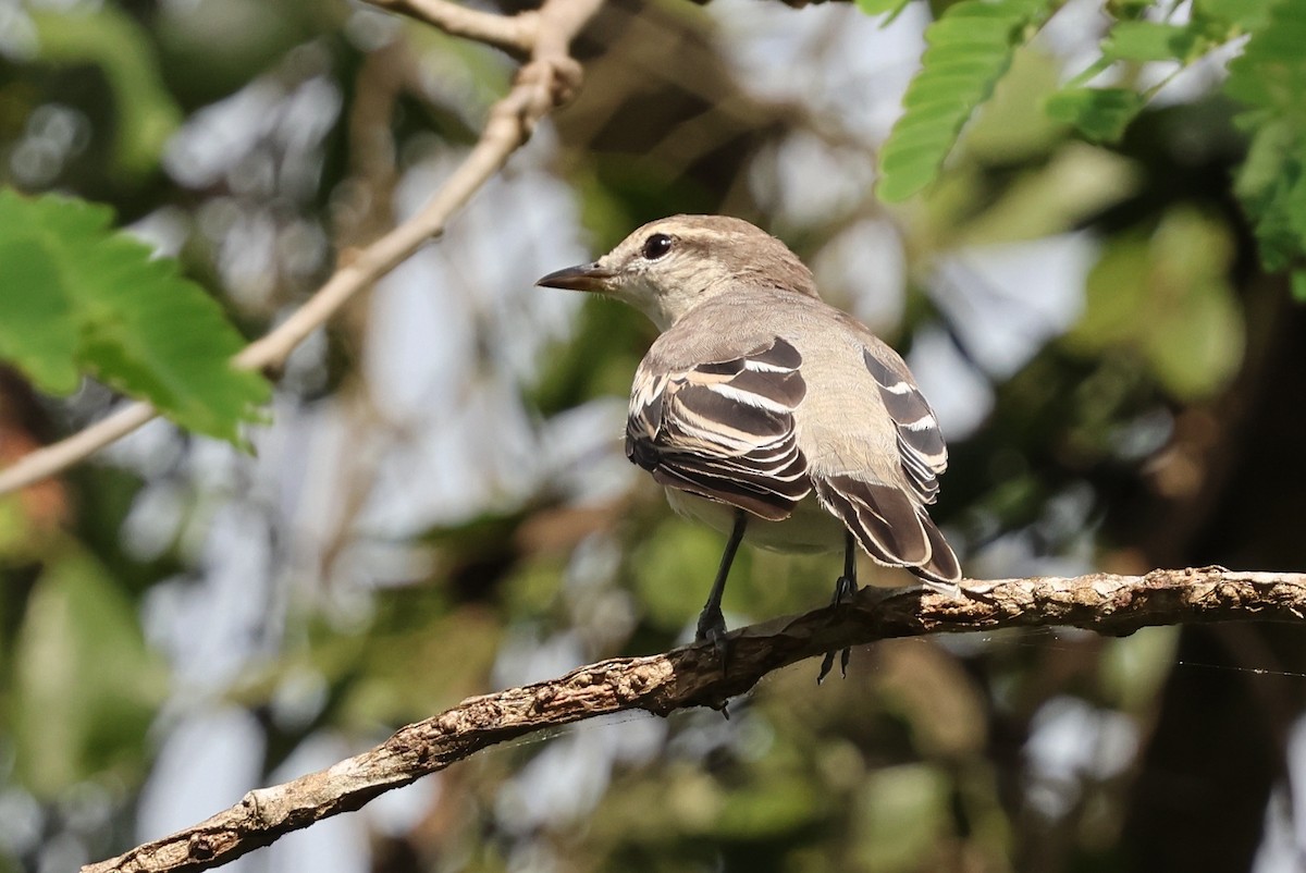 White-shouldered Triller - ML644591110