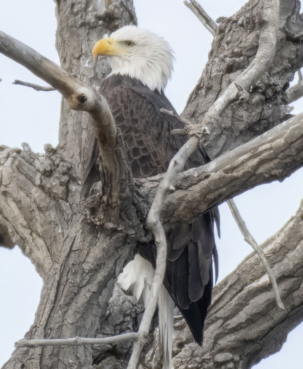 Pigargo Americano - ML644591112