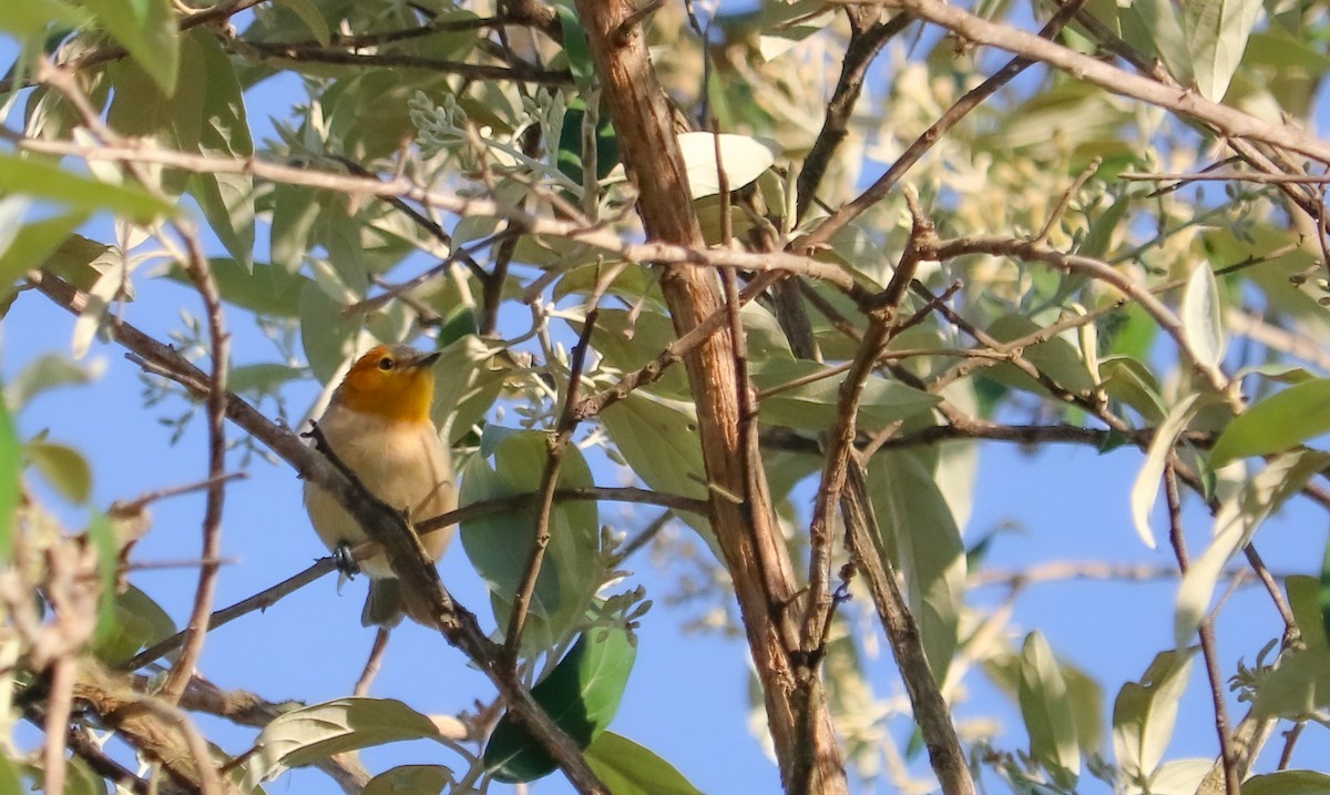Orange-headed Tanager - ML644591115