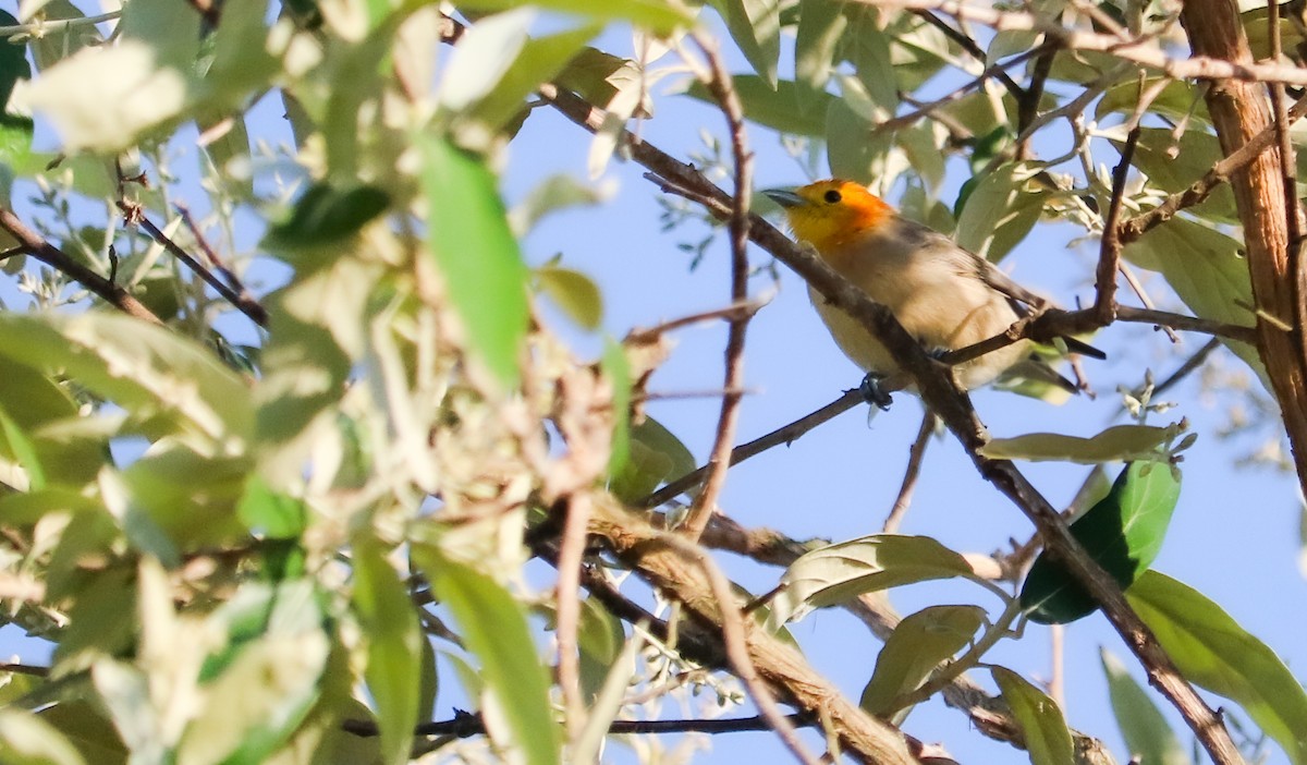 Orange-headed Tanager - ML644591116