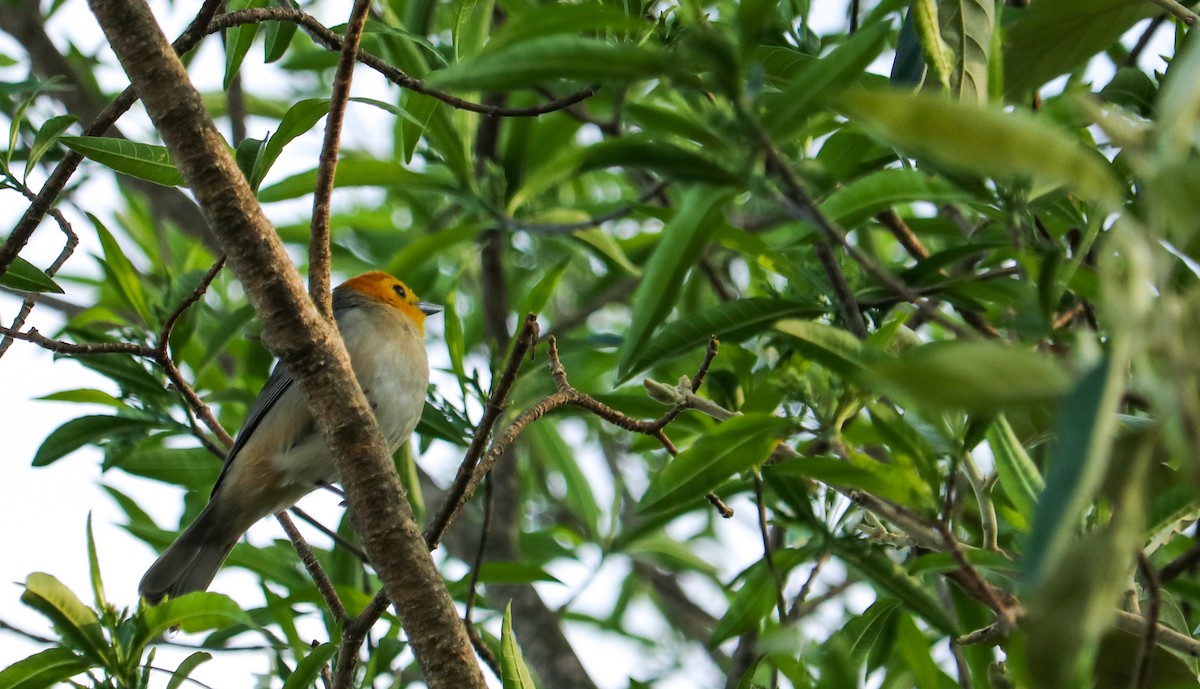 Orange-headed Tanager - ML644591117