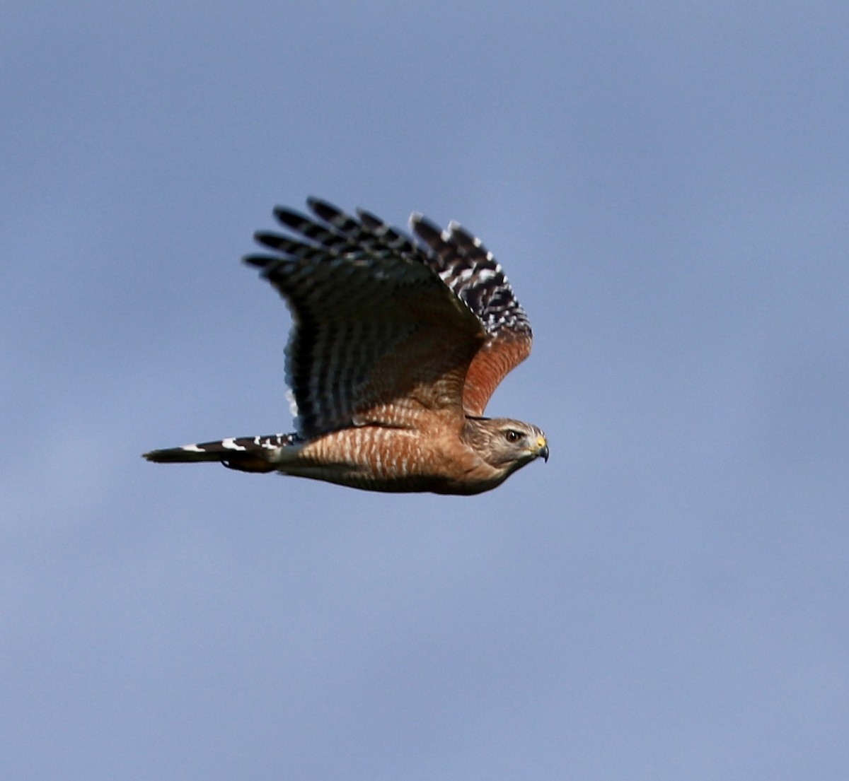 Red-shouldered Hawk - ML644591140