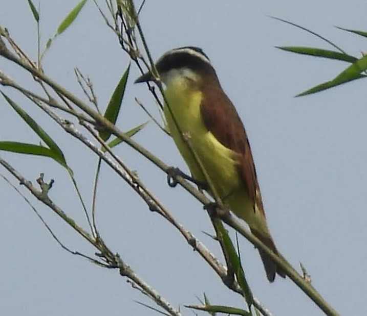 storkiskadi - ML644591142