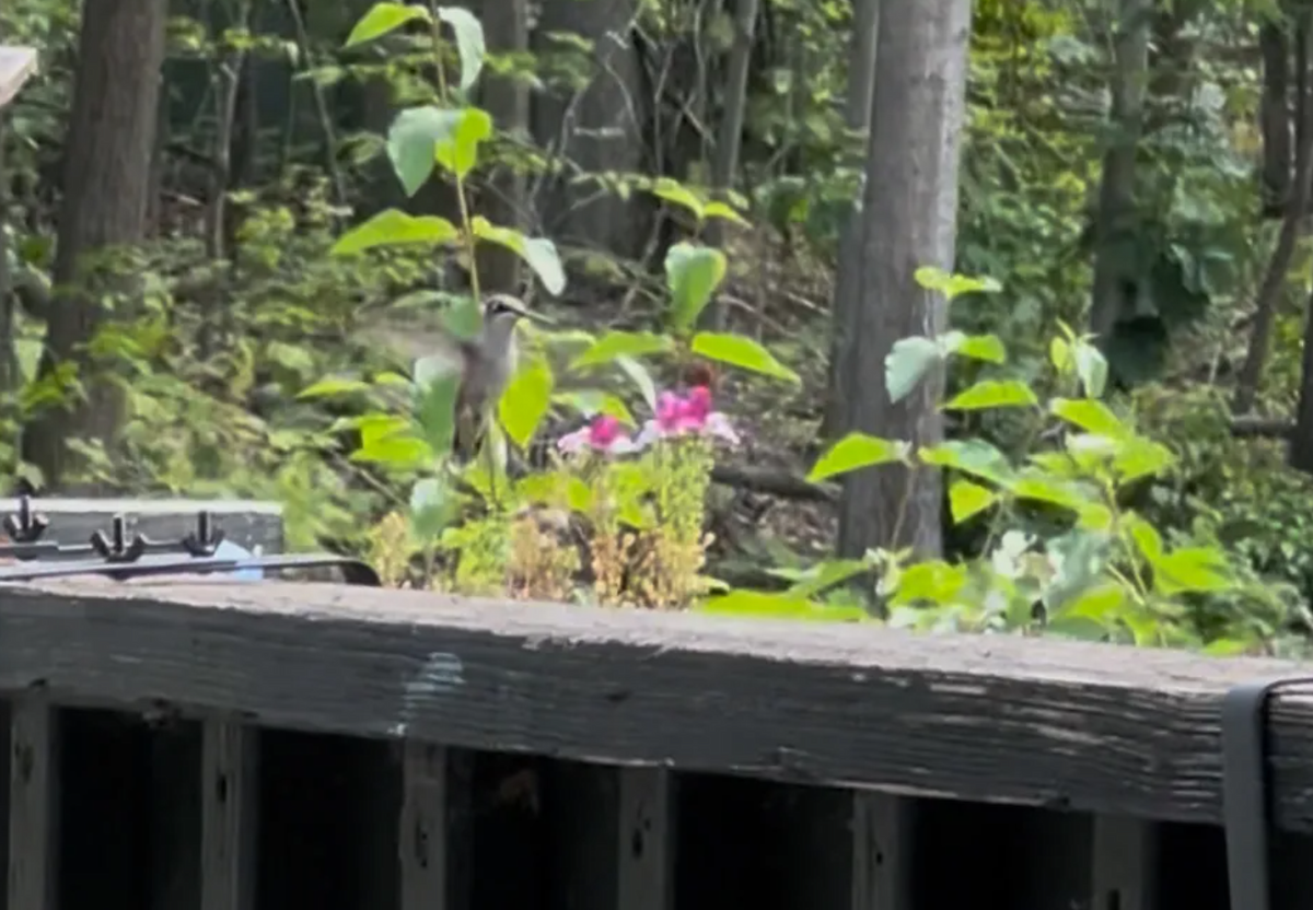 Ruby-throated Hummingbird - ML644591145