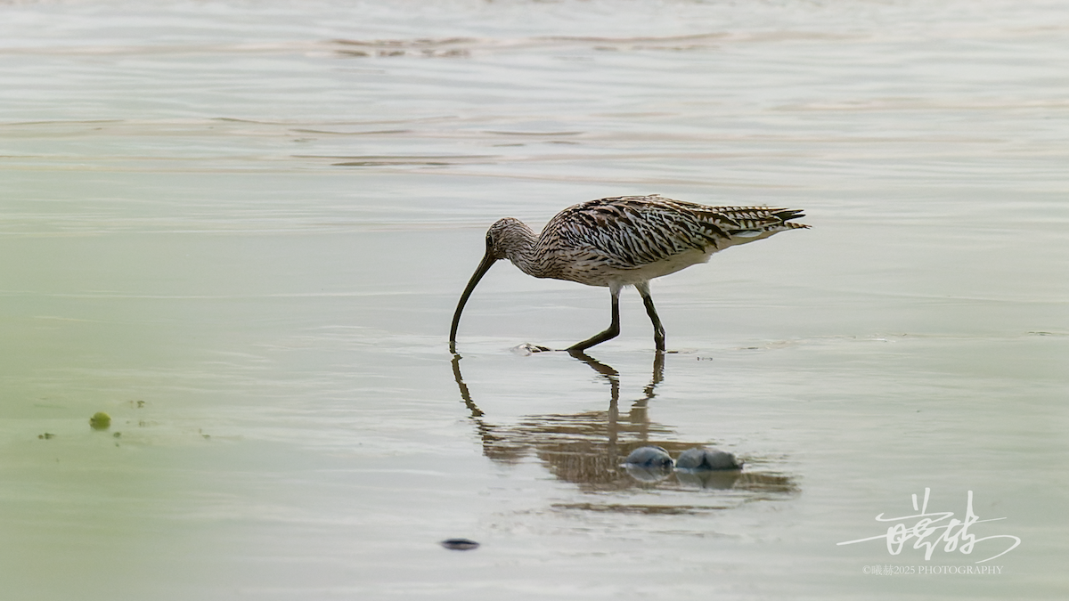 storspove - ML644591147