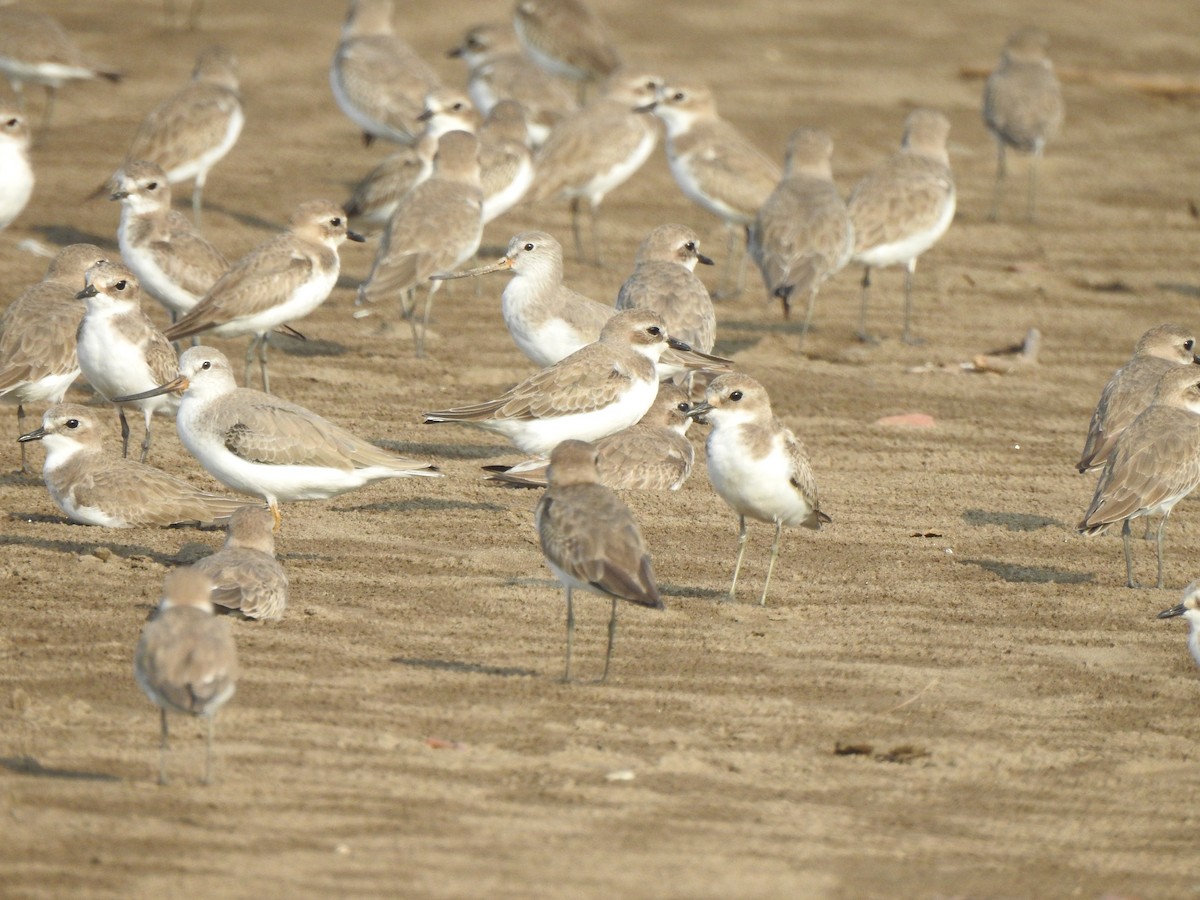 Terek Sandpiper - ML644591154