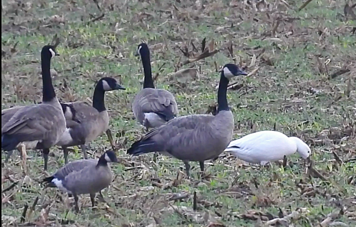 Cackling Goose - ML644591156