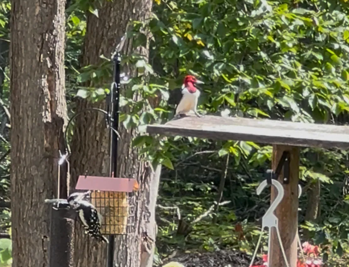Red-headed Woodpecker - ML644591158