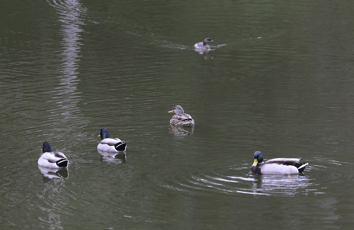 Зэрлэг нугас - ML644591159