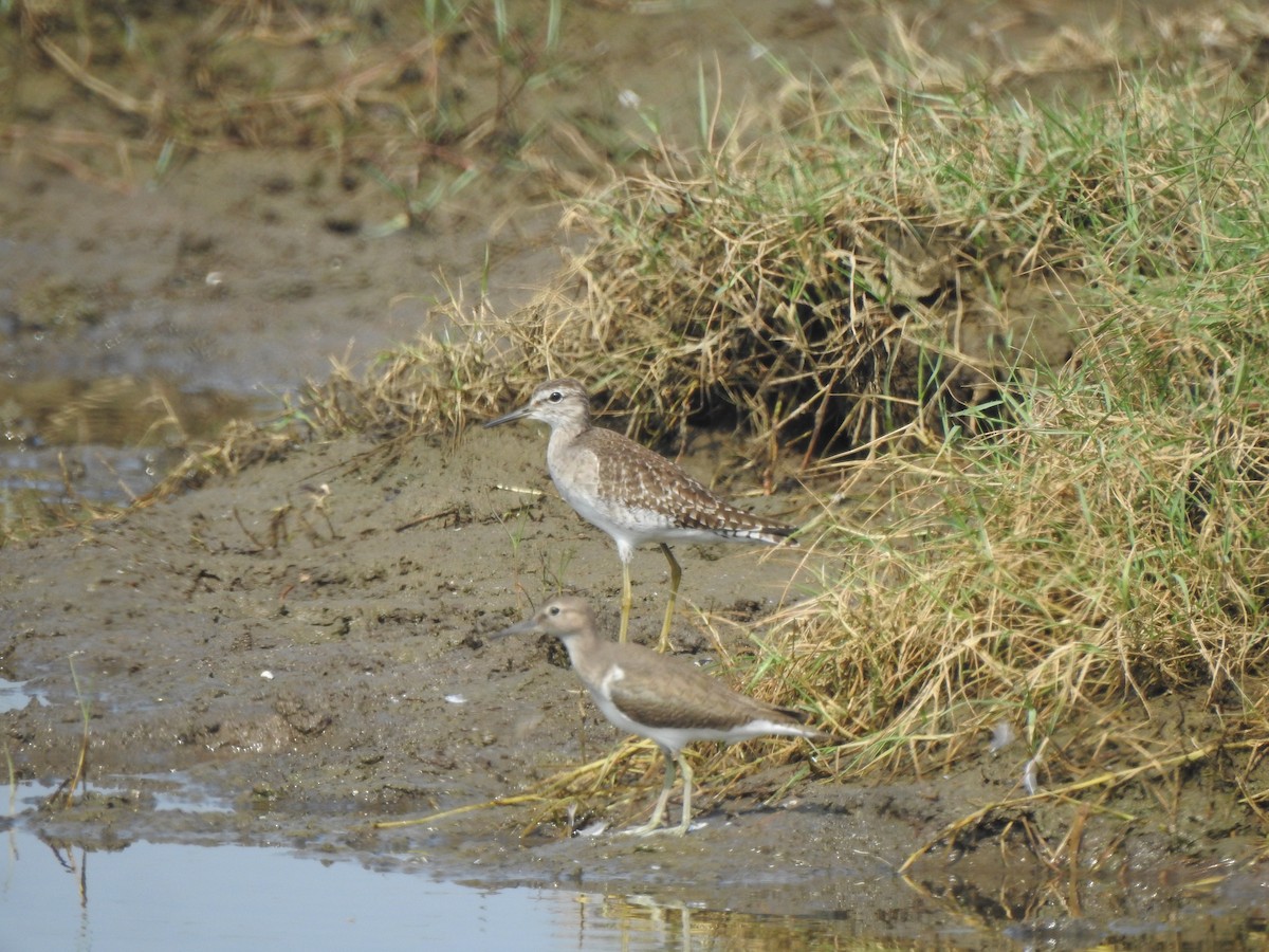 Wood Sandpiper - ML644591185