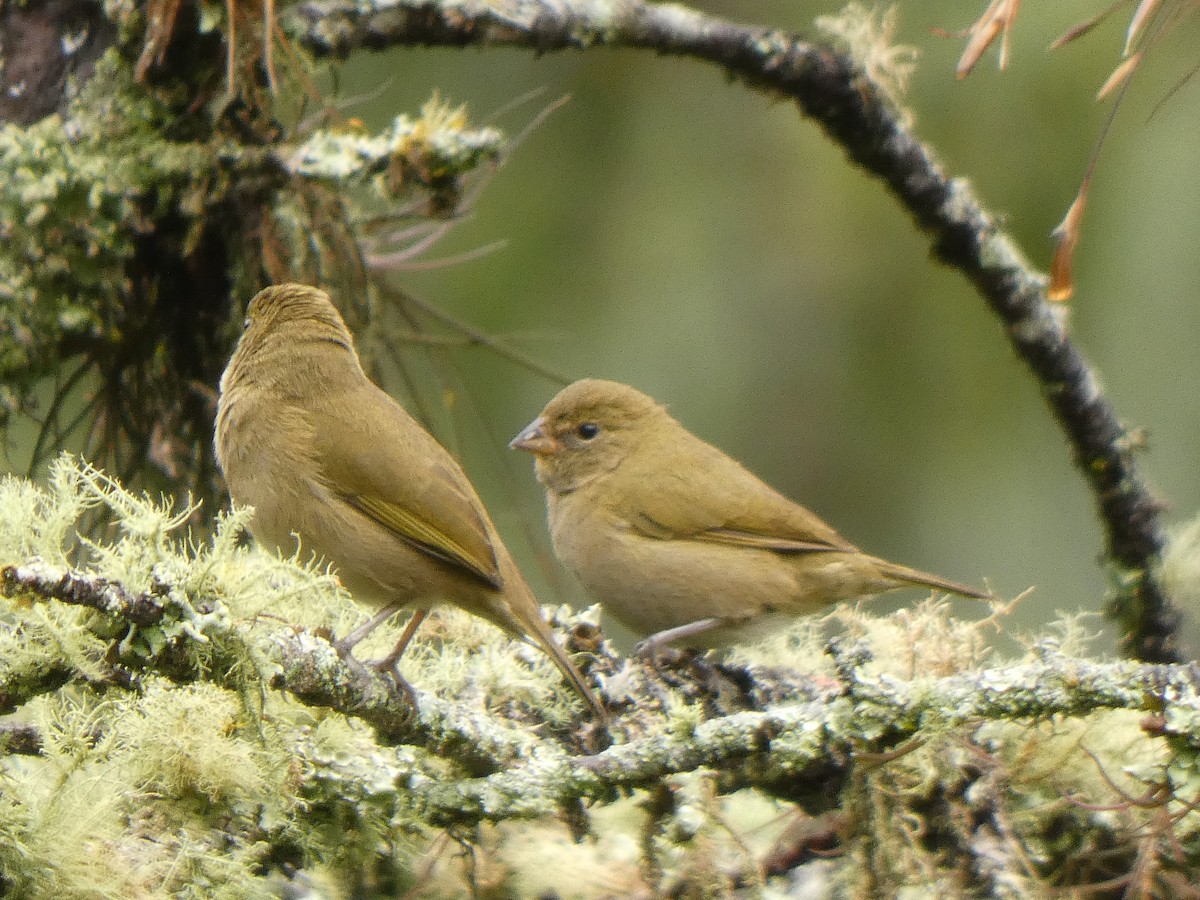 Goldbrauen-Gimpeltangare - ML644591187