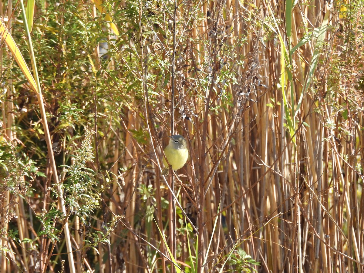 Orange-crowned Warbler - ML644591194