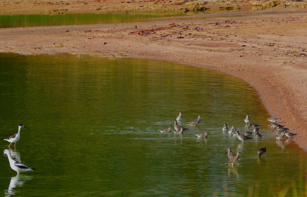 Dunlin - ML644591196