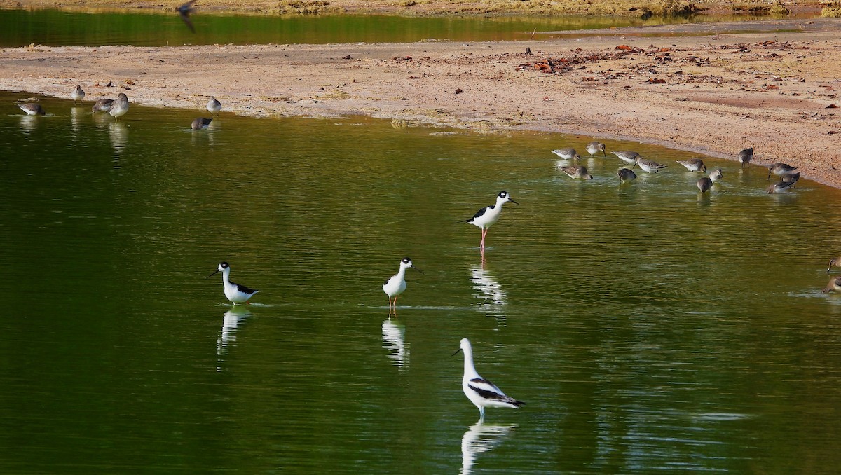 Dunlin - ML644591198