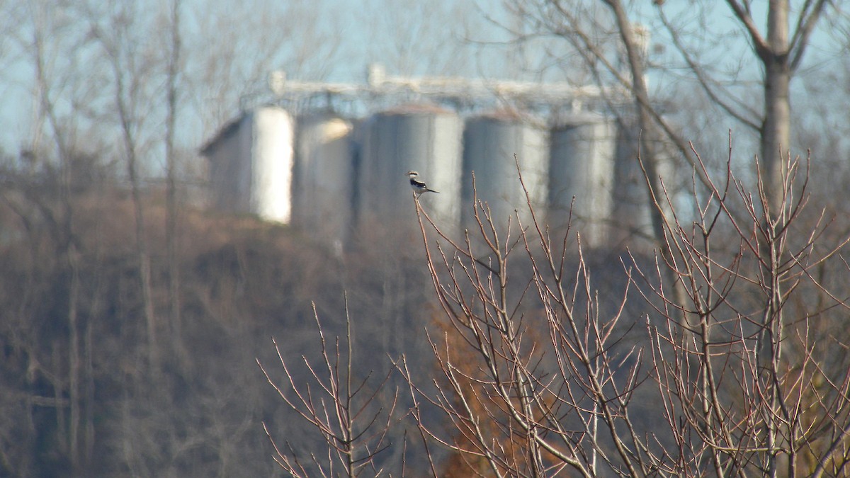 Сорокопуд сірий - ML644591202