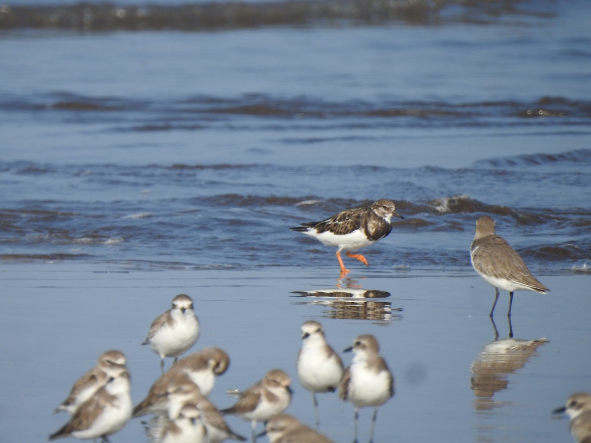 Ruddy Turnstone - ML644591203