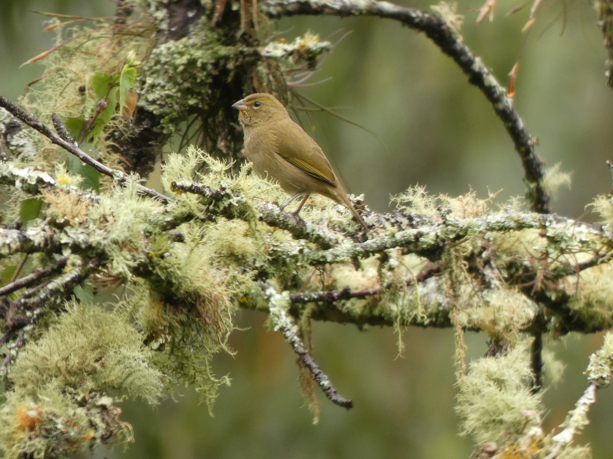 Goldbrauen-Gimpeltangare - ML644591205