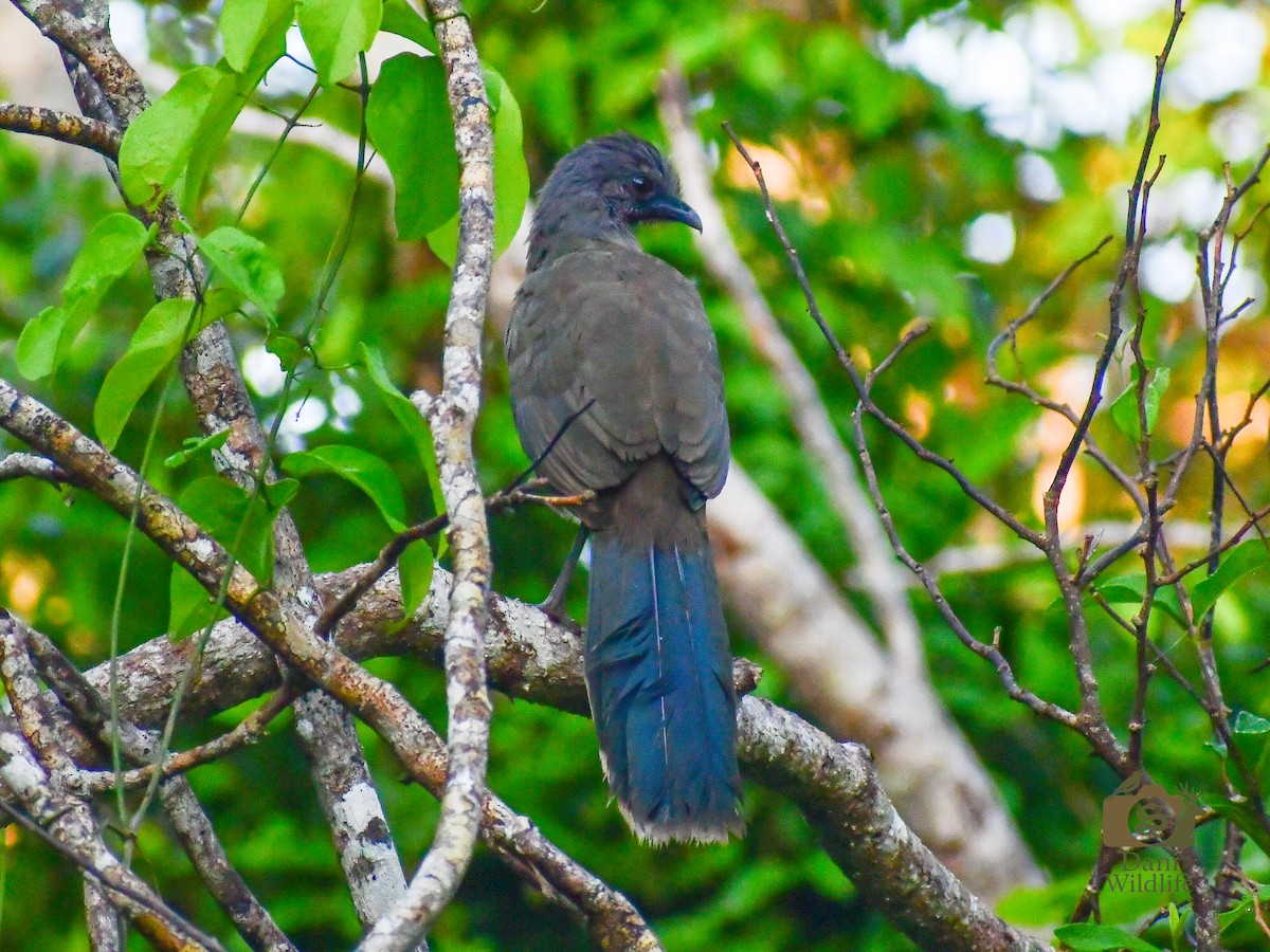 Plain Chachalaca - ML644591206