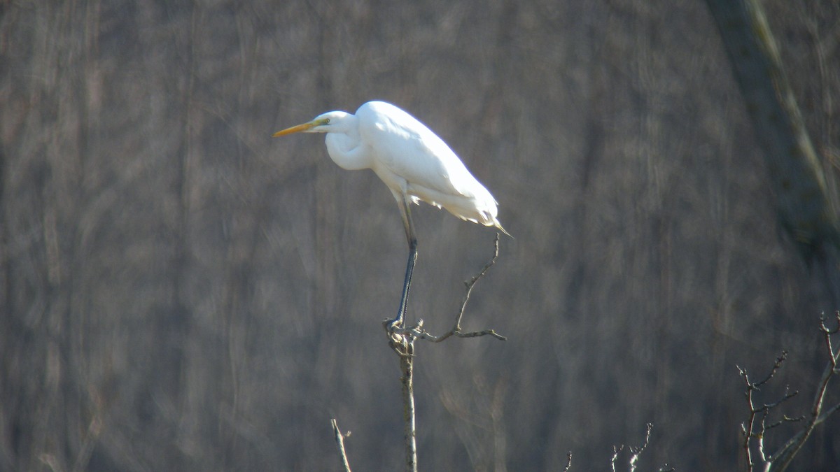Чапля велика - ML644591208