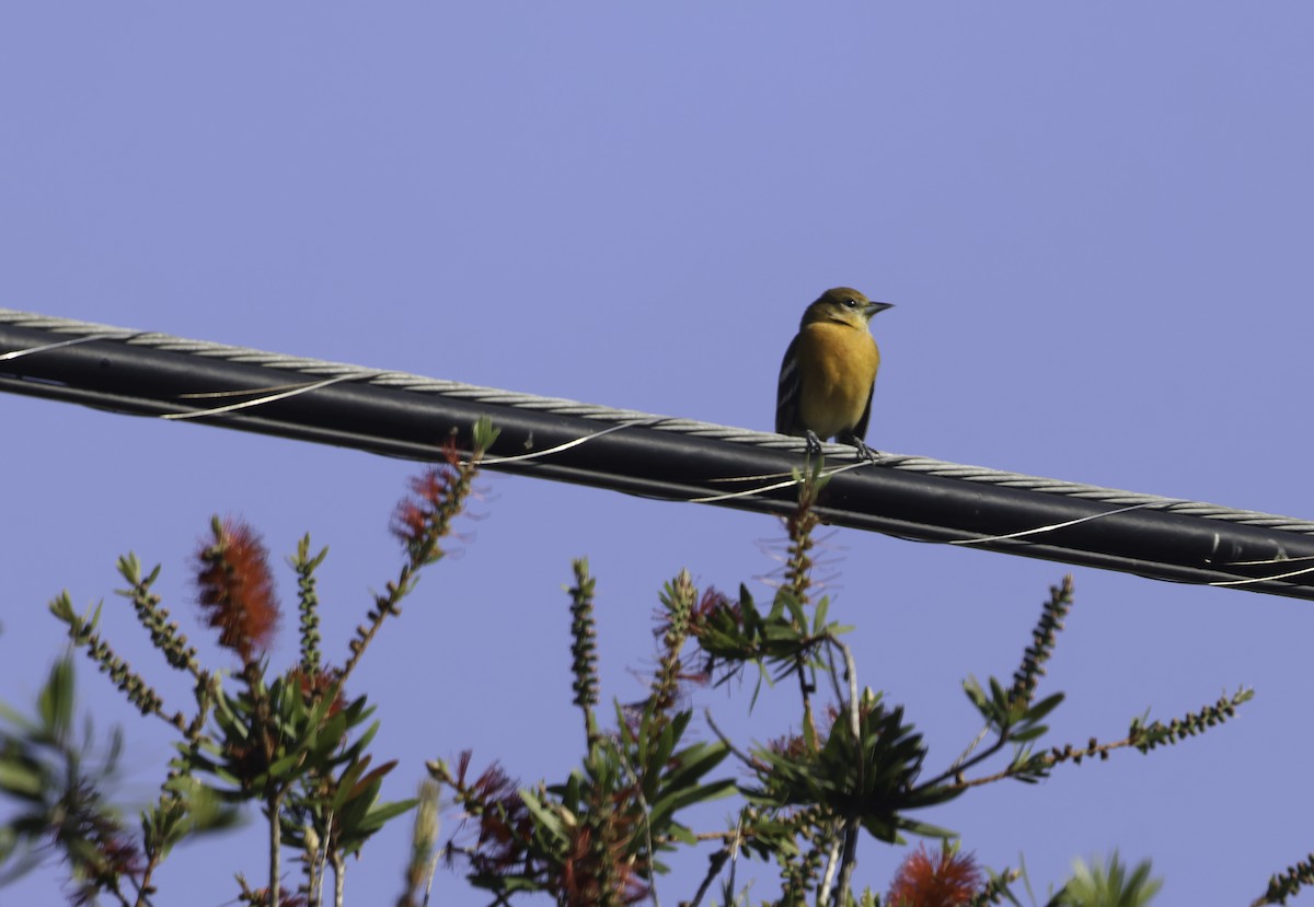 lundtrupial - ML644591210