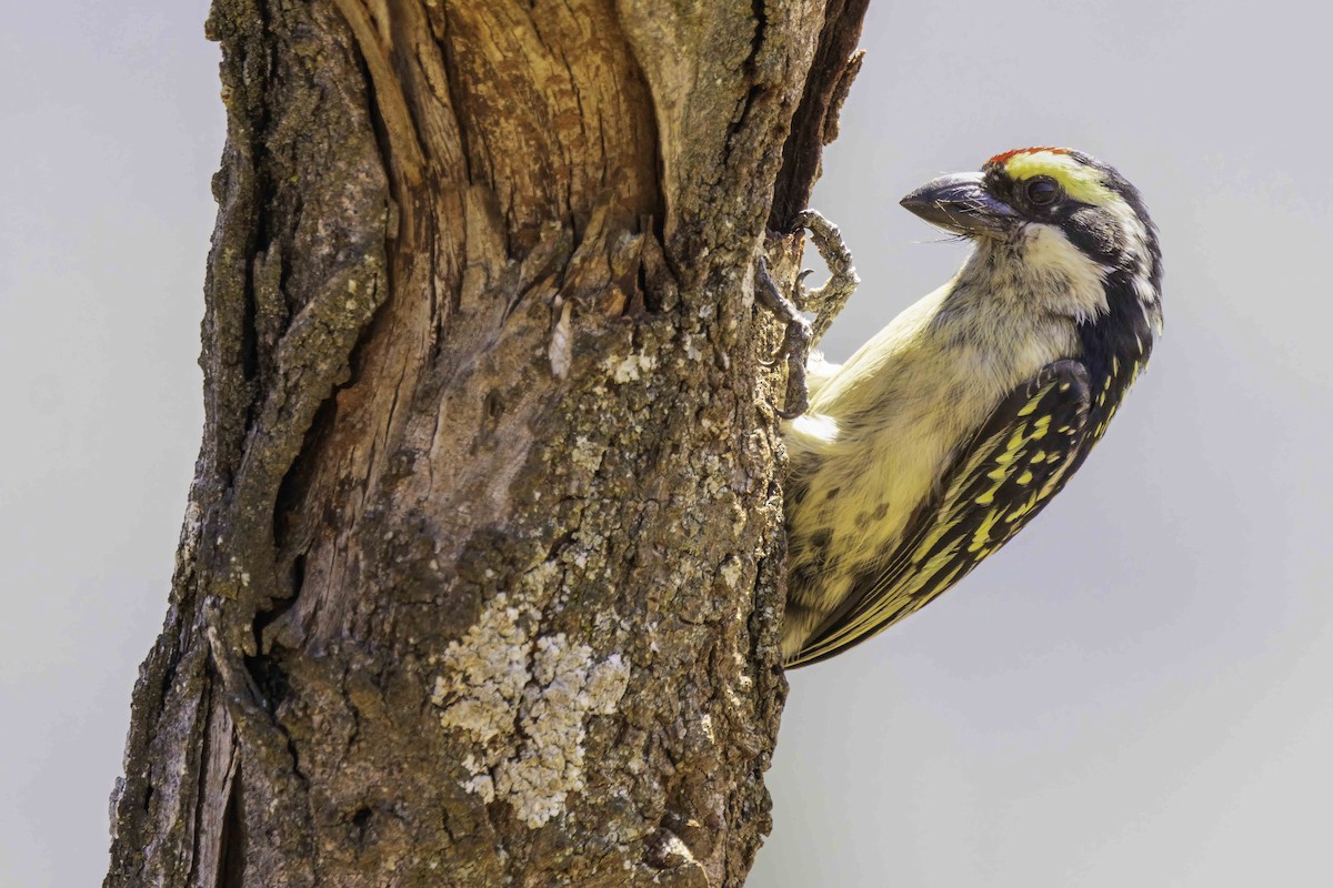 Red-fronted Barbet - ML644591212