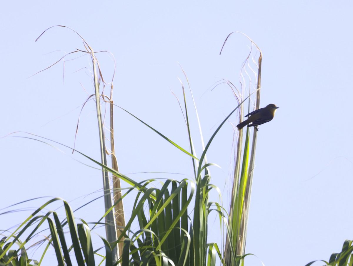 lundtrupial - ML644591213