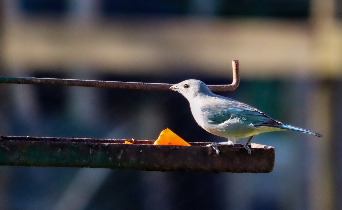 Sayaca Tanager - ML644591214