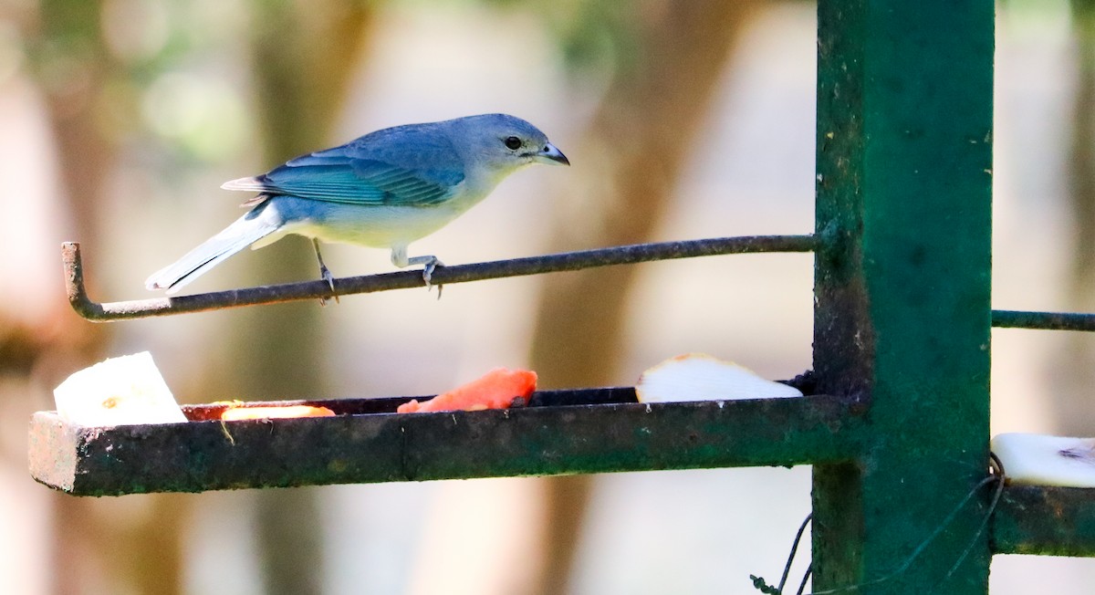 Sayaca Tanager - ML644591215