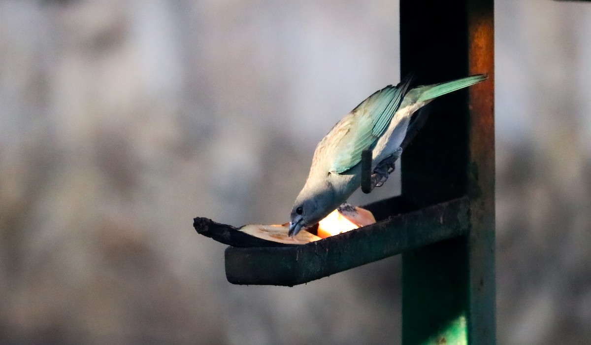 Sayaca Tanager - ML644591217