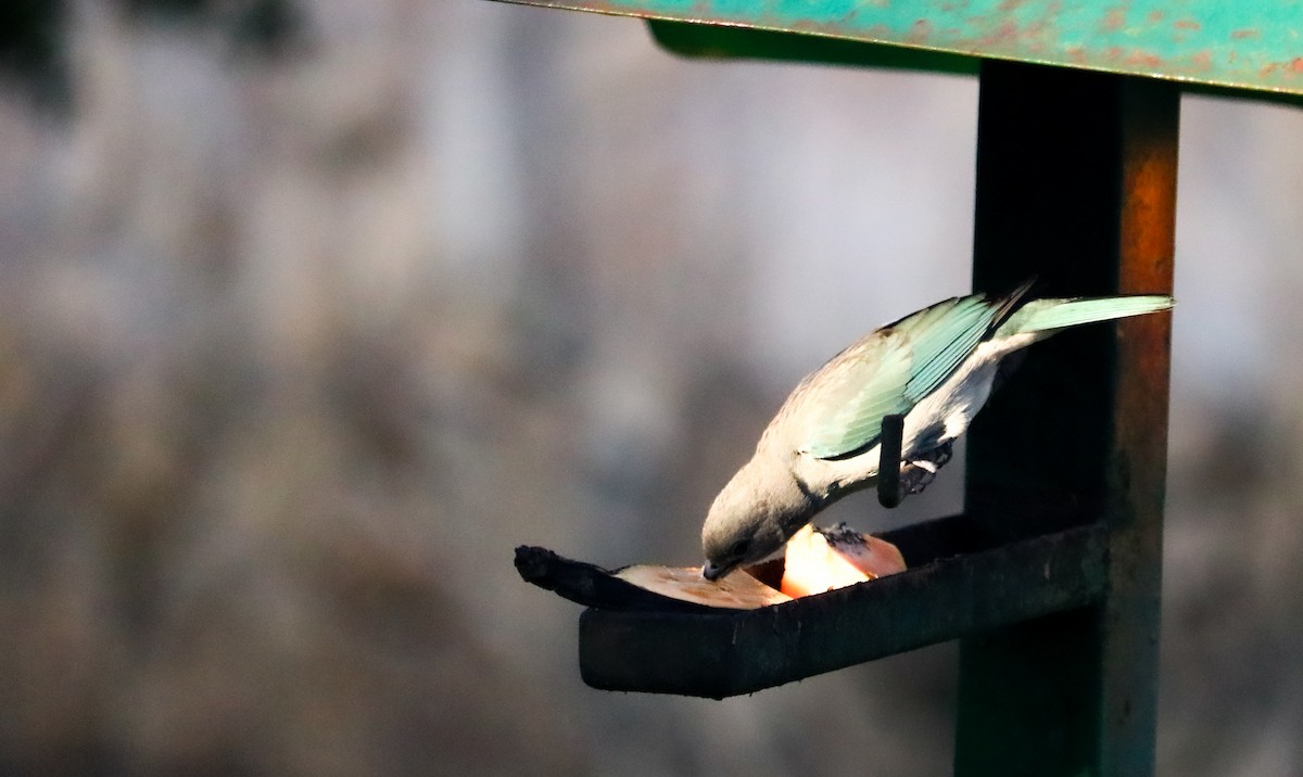 Sayaca Tanager - ML644591218