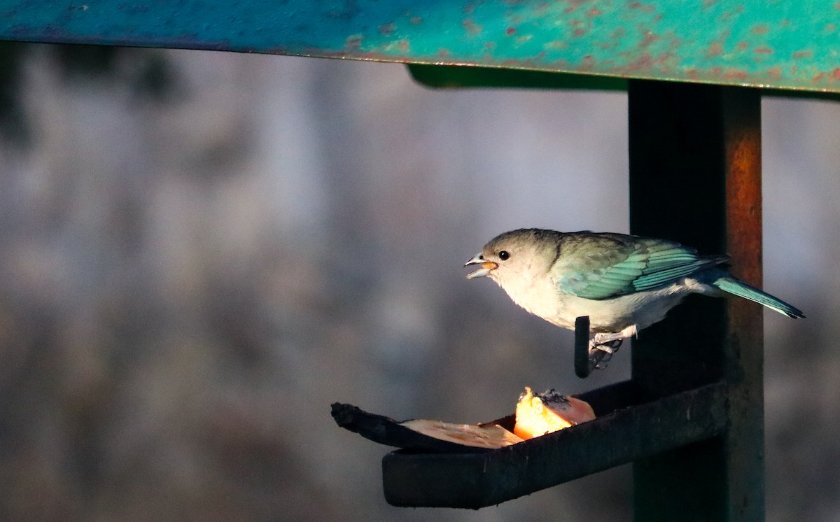 Sayaca Tanager - ML644591219