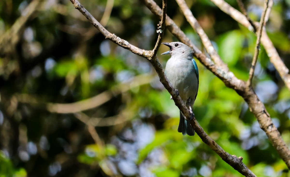 Sayaca Tanager - ML644591221