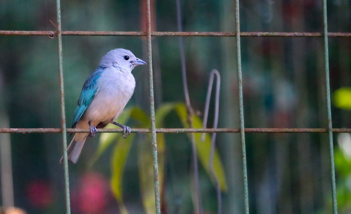 Sayaca Tanager - ML644591223