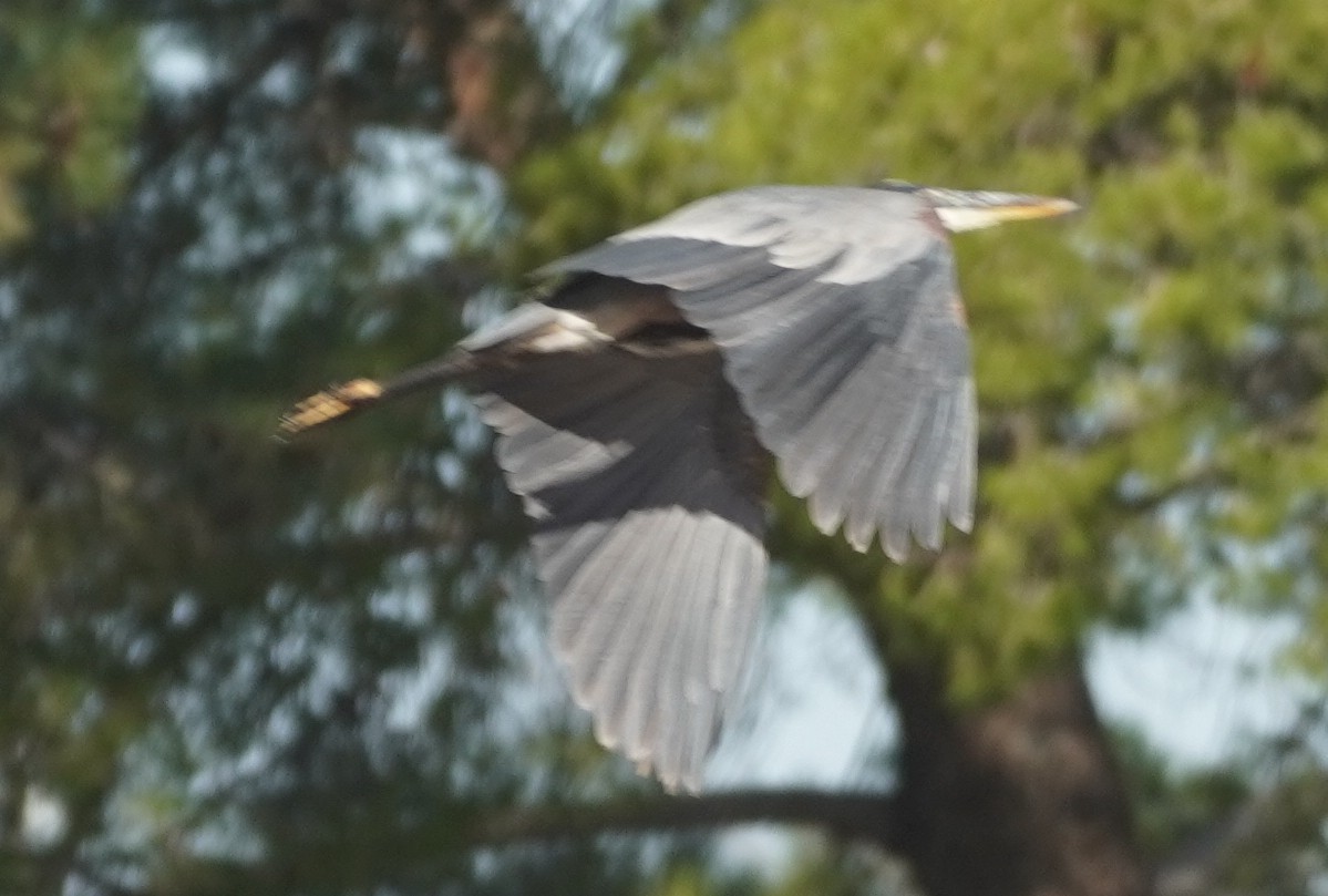 Amerika Gri Balıkçılı - ML644591224