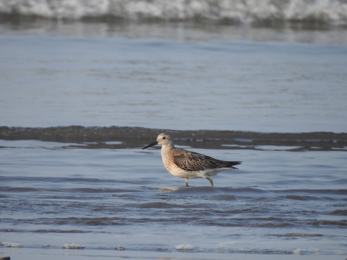 Great Knot - ML644591226