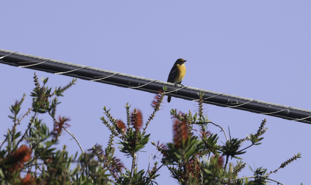 lundtrupial - ML644591227