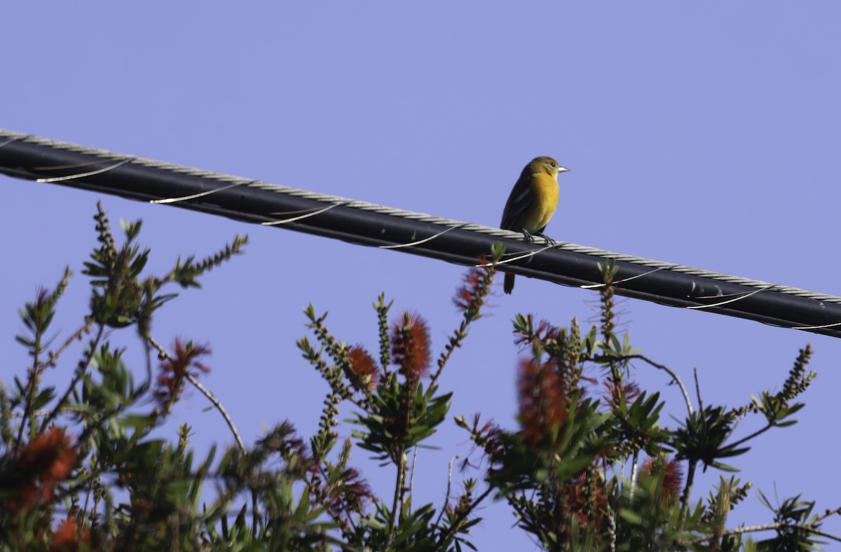 lundtrupial - ML644591228