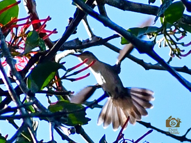White-bellied Emerald - ML644591229