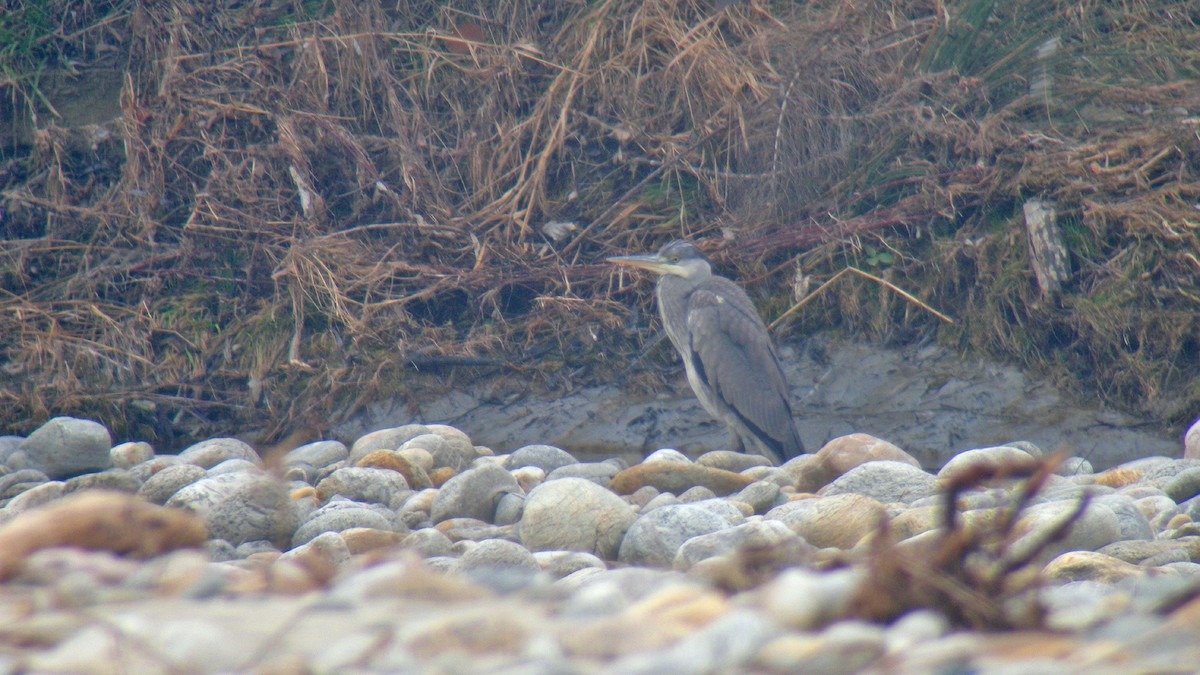 Чапля сіра - ML644591236