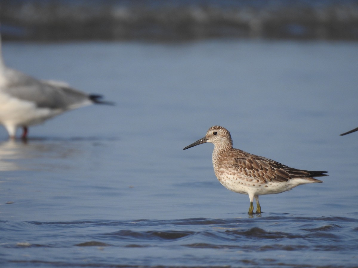 Great Knot - ML644591237