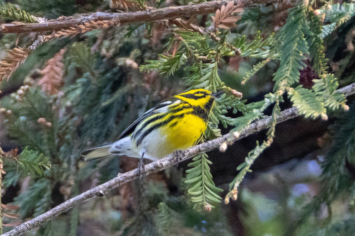 Townsend's Warbler - ML644591240